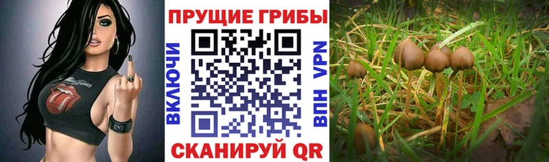 площадка состав  Покачи  Галлюциногенные грибы Magic Shrooms 